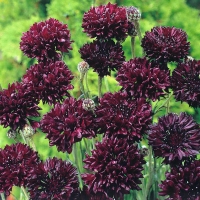 5124bb5774fc9_288873b