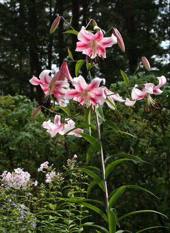 f1_026b4d85-45d6-4ce2-a338-06f797e716a4